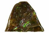 Iridescent Ammolite (Fossil Ammonite Shell) - Alberta, Canada #156800-1